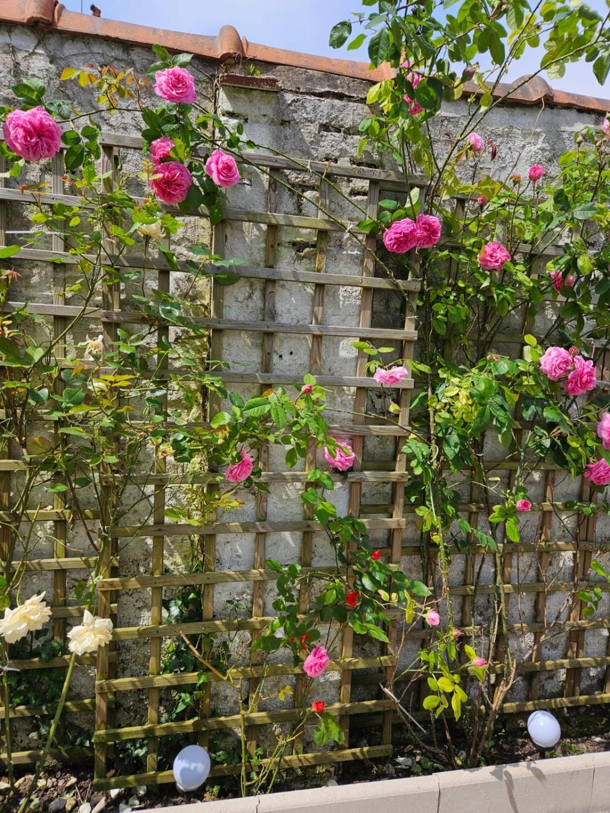 Studio Avec Jardin Rosendael Proche Plage Dunkirk Екстер'єр фото